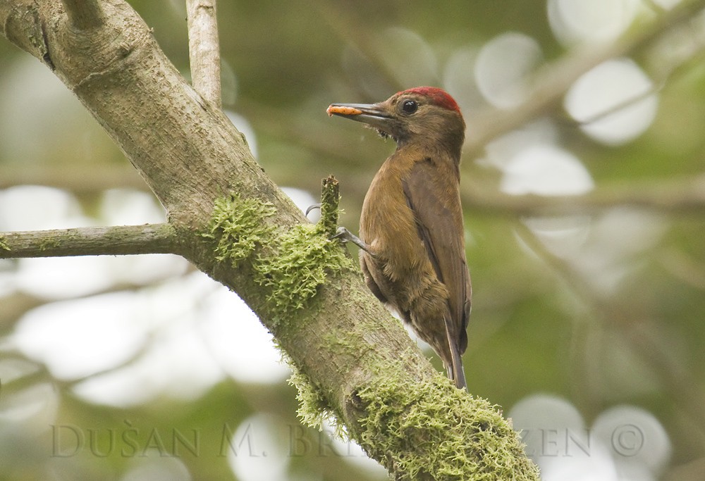 Smoky-brown Woodpecker - Dušan Brinkhuizen