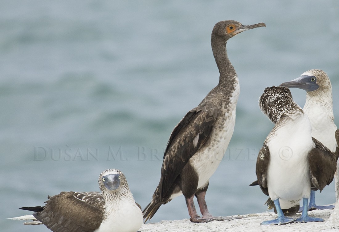Guanay Cormorant - Dušan Brinkhuizen