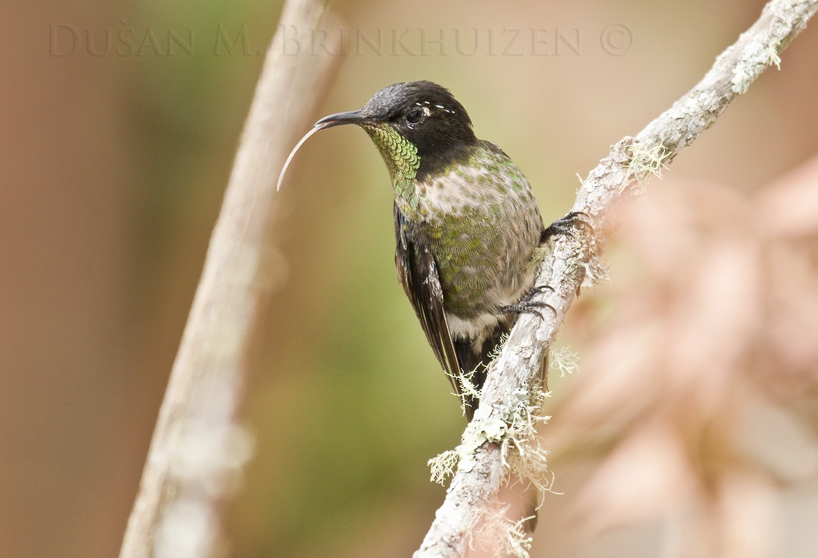 Black-backed Thornbill - ML204907021