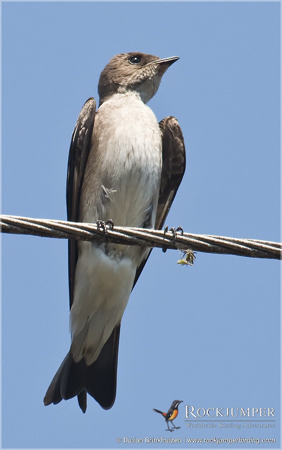 Golondrina Aserrada (grupo serripennis) - ML204907251