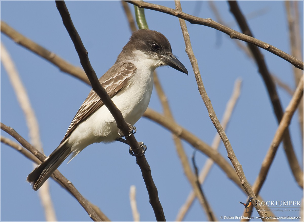 Giant Kingbird - ML204907291