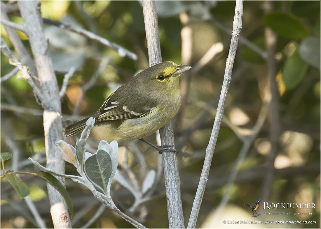 Vireo Piquigrueso - ML204907421