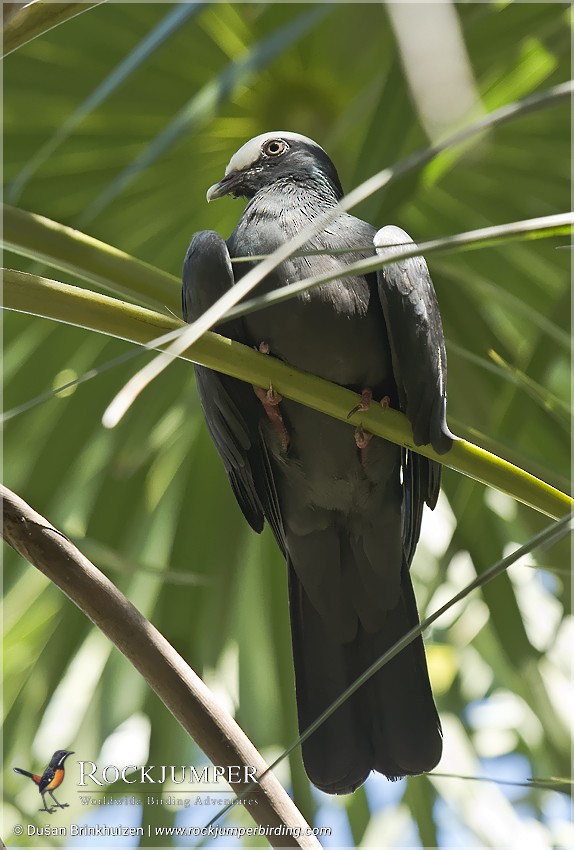 Pigeon à couronne blanche - ML204907451