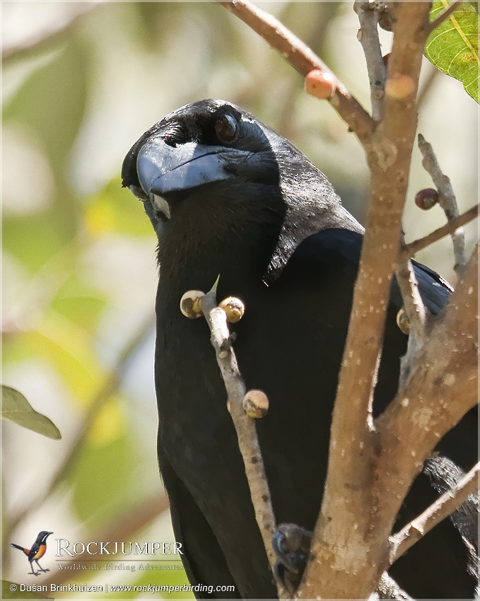 Cuban Crow - ML204907561