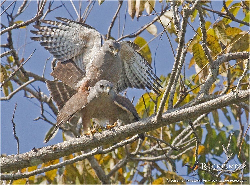 Photos - Ridgway's Hawk - Buteo ridgwayi - Birds of the World