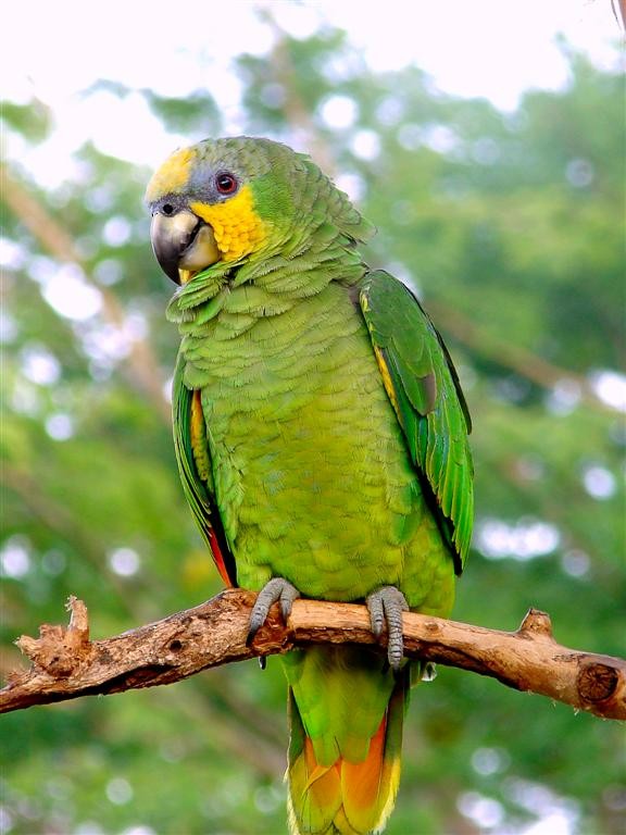 Orange-winged Amazon - ML204907781