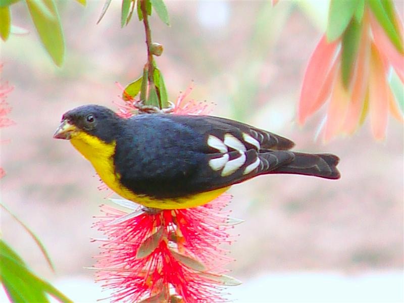 Lesser Goldfinch - ML204907791