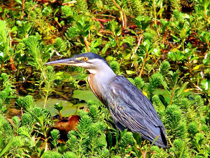 Striated Heron (South American) - Blair Wainman