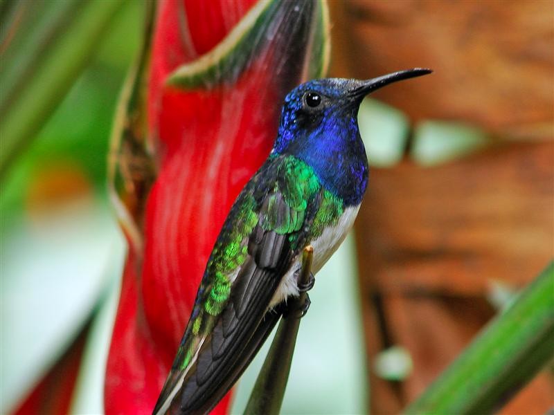 White-necked Jacobin - ML204908141