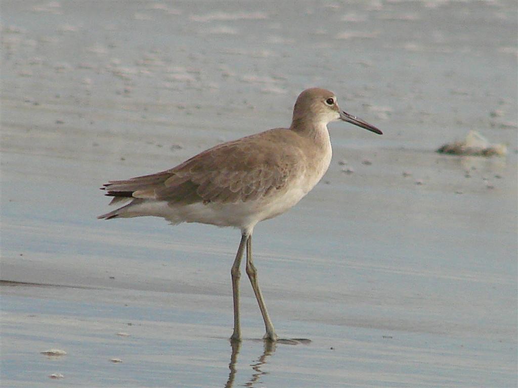 Willet - ML204908161