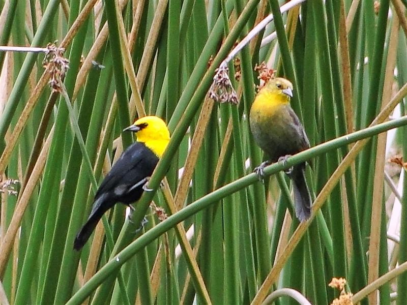 Yellow-hooded Blackbird - ML204908191
