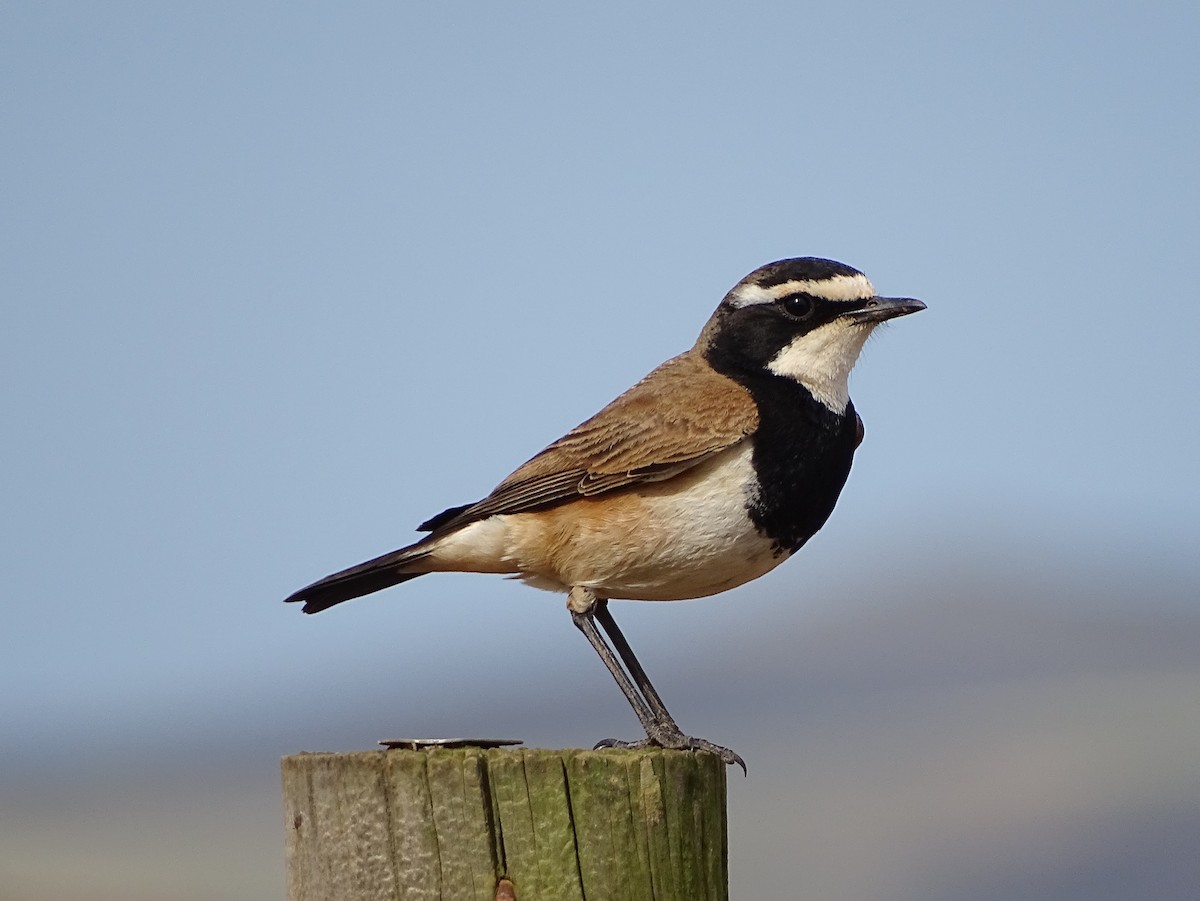 Capped Wheatear - Pierre-Paul EVRARD