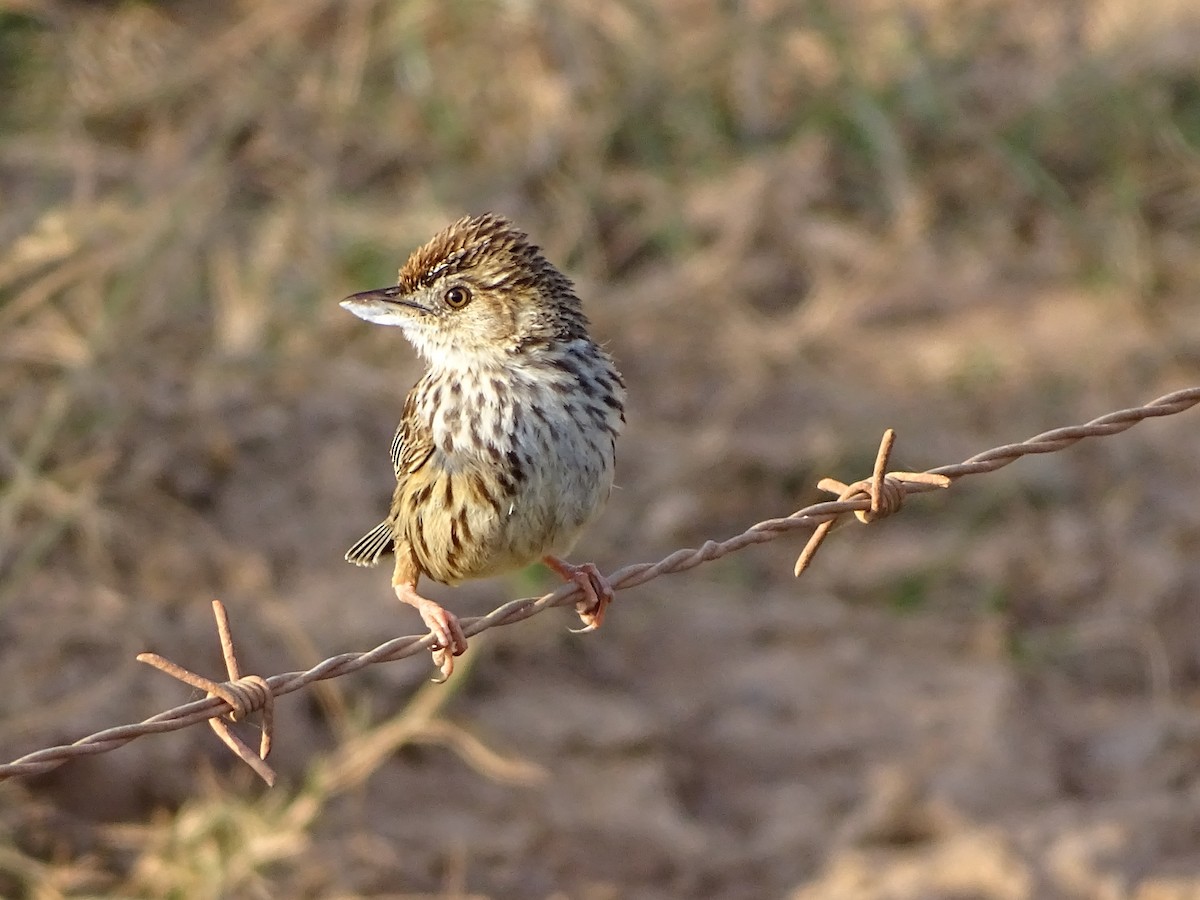 Cloud Cisticola (Cape) - ML204908671