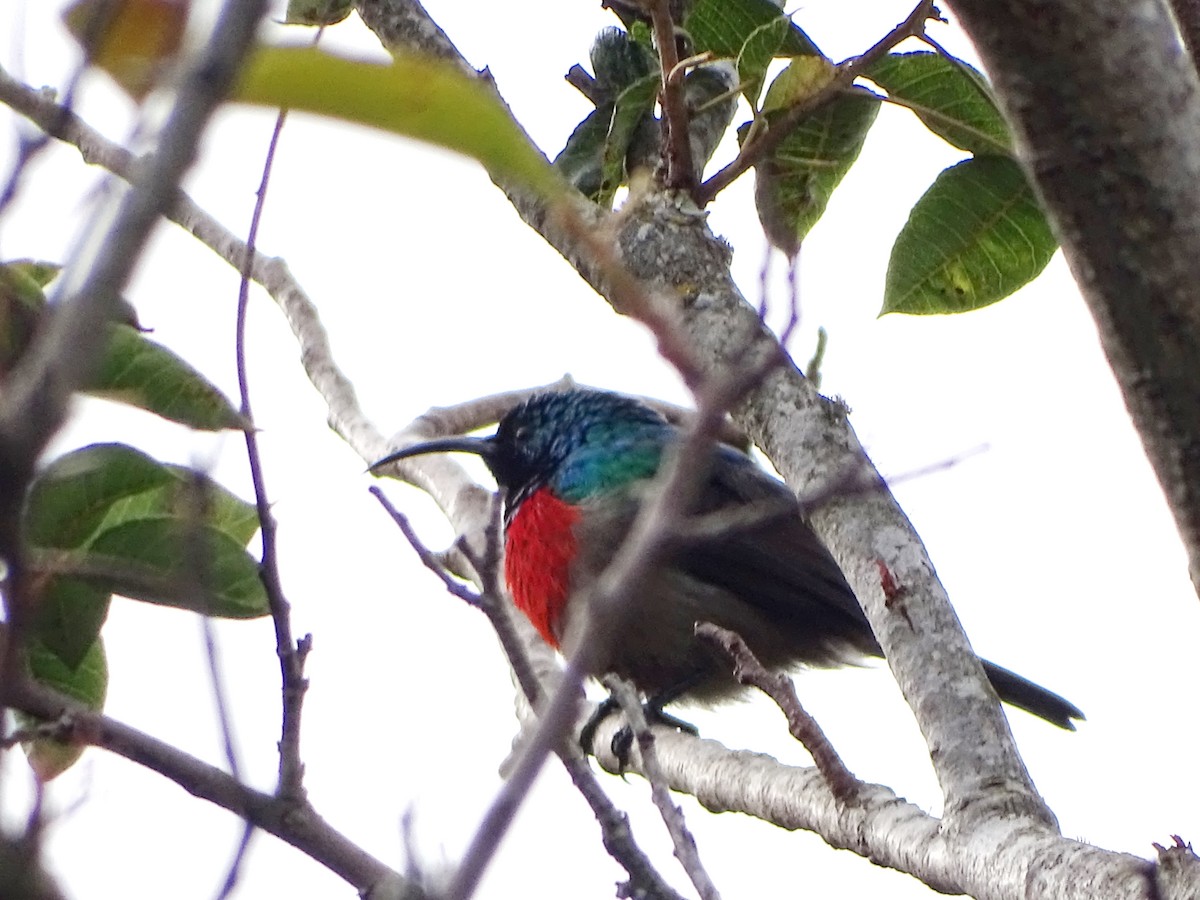 Greater Double-collared Sunbird - ML204908891