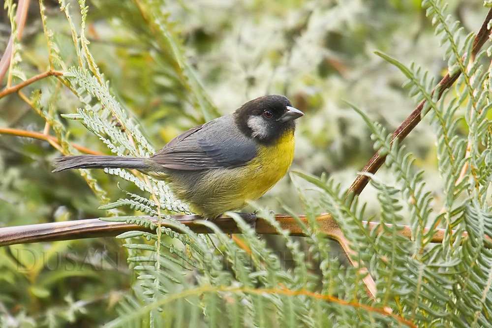 Santa Marta Brushfinch - ML204908971