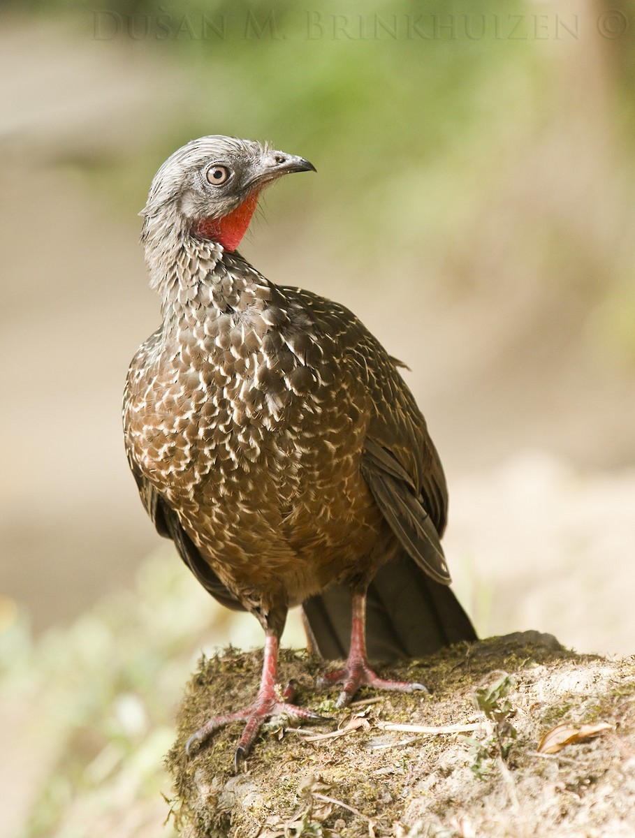 Band-tailed Guan - ML204909001