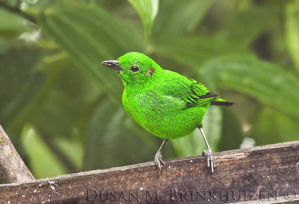 Glistening-green Tanager - ML204909141