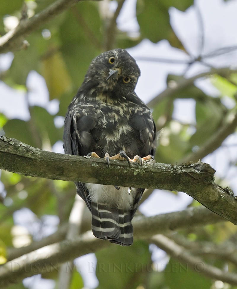 White-rumped Hawk - ML204909261