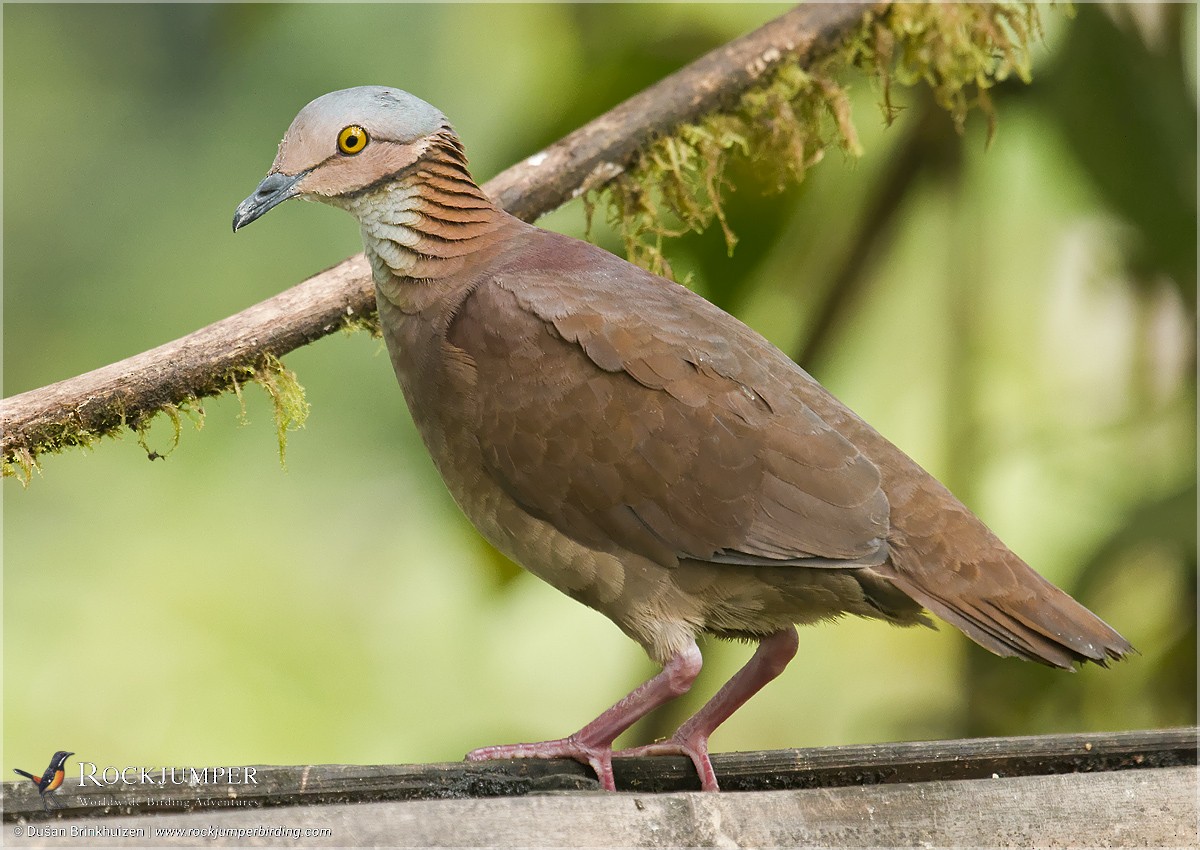 White-throated Quail-Dove - ML204909521