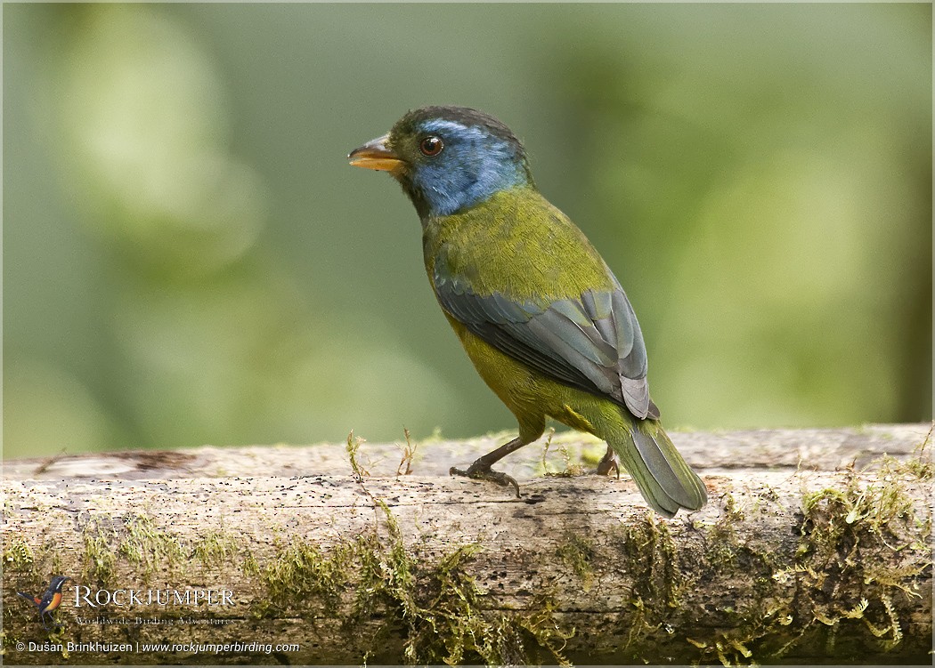 Moss-backed Tanager - Dušan Brinkhuizen