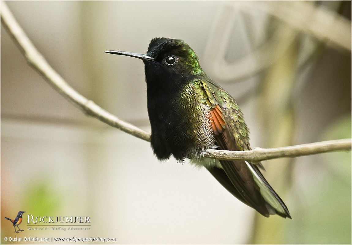 Black-bellied Hummingbird - Dušan Brinkhuizen