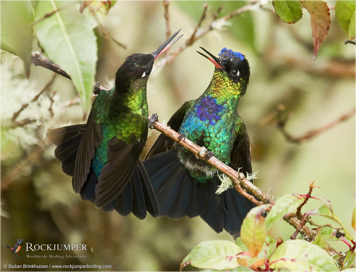 Fiery-throated Hummingbird - ML204909661