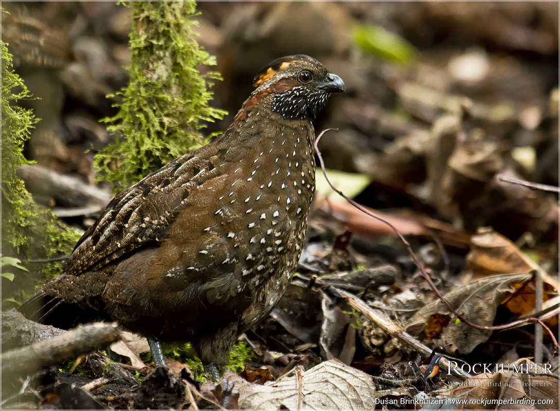 Spotted Wood-Quail - ML204909751