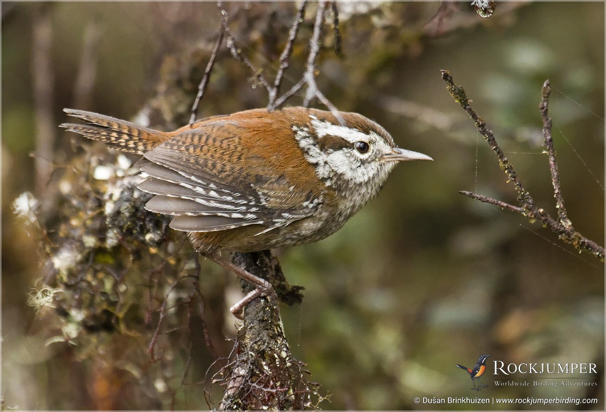 Timberline Wren - Dušan Brinkhuizen