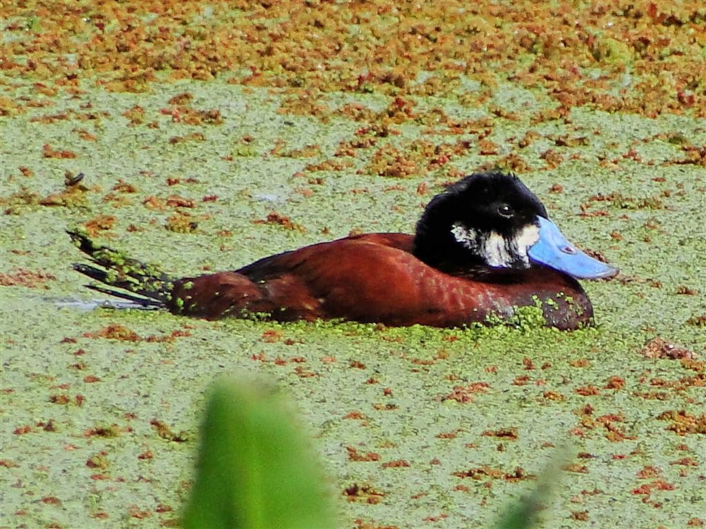 Andean Duck - ML204909871