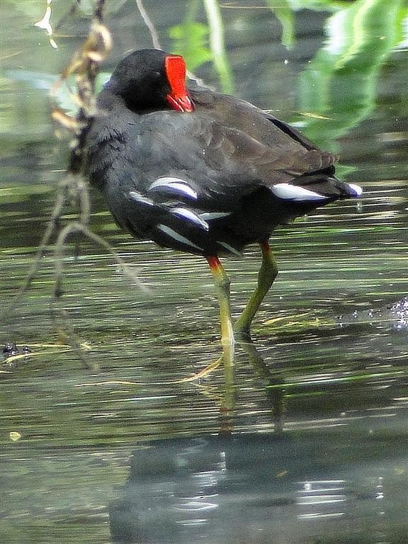 Common Gallinule (American) - ML204909881