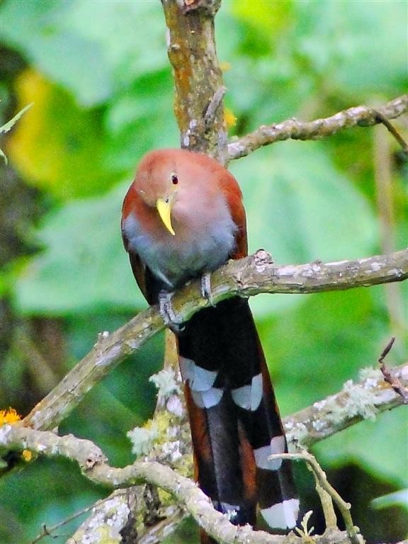 Squirrel Cuckoo - Blair Wainman