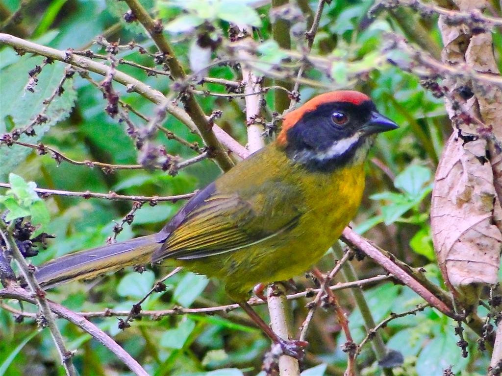 Moustached Brushfinch (Moustached) - Blair Wainman