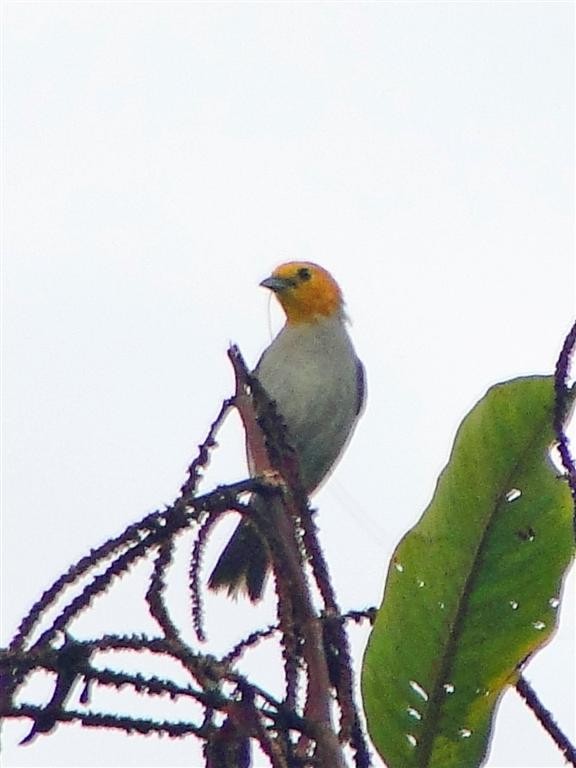 Orange-headed Tanager - ML204910221