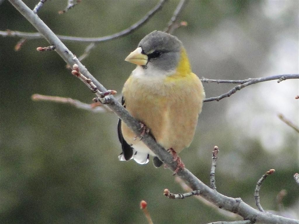 Evening Grosbeak - ML204910341