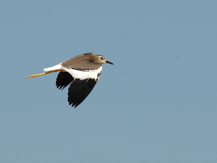 White-tailed Lapwing - ML204910701