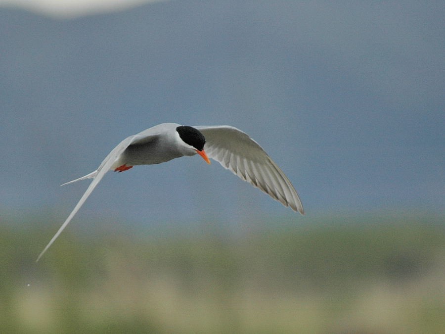 Black-fronted Tern - ML204910841