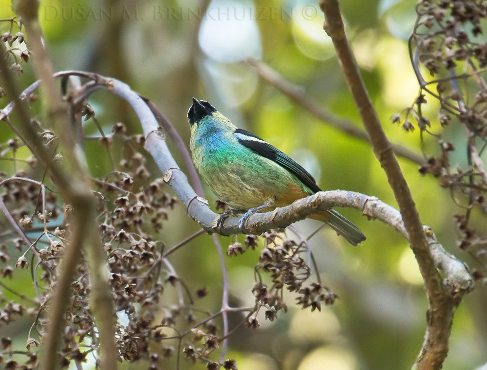 Metallic-green Tanager - ML204910981