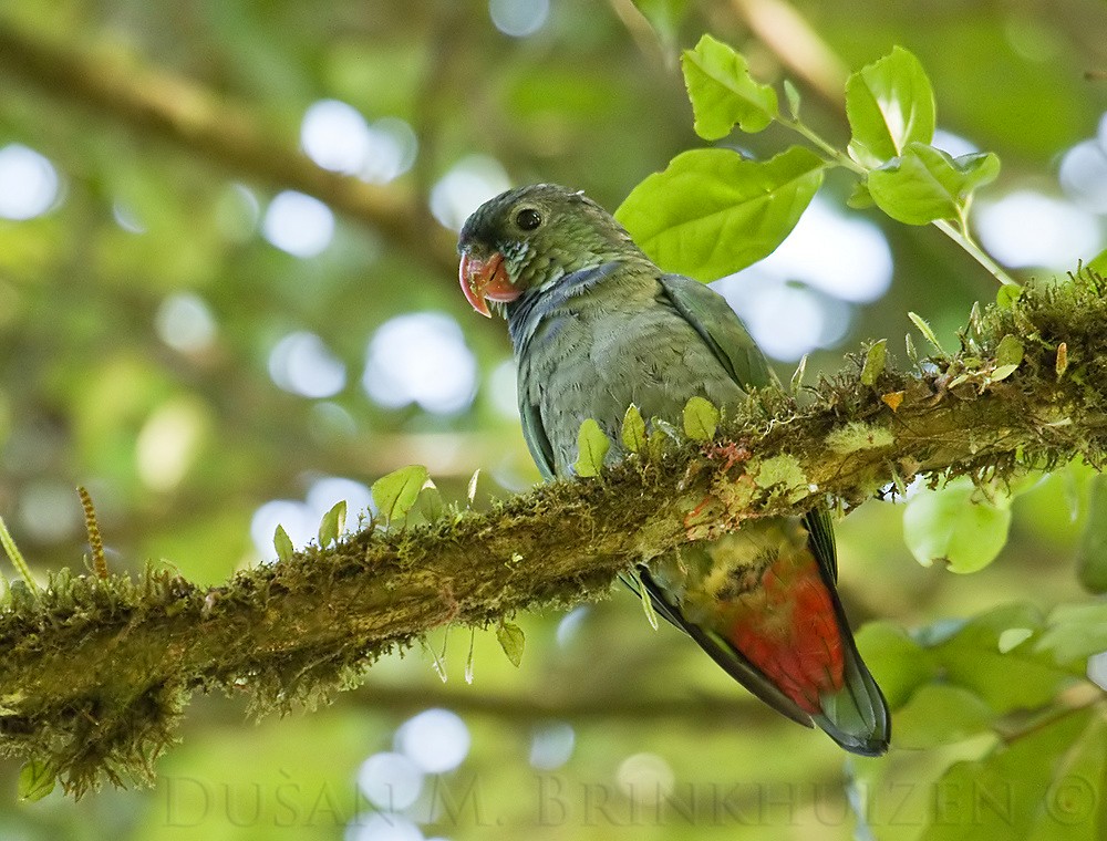 Red-billed Parrot - Dušan Brinkhuizen