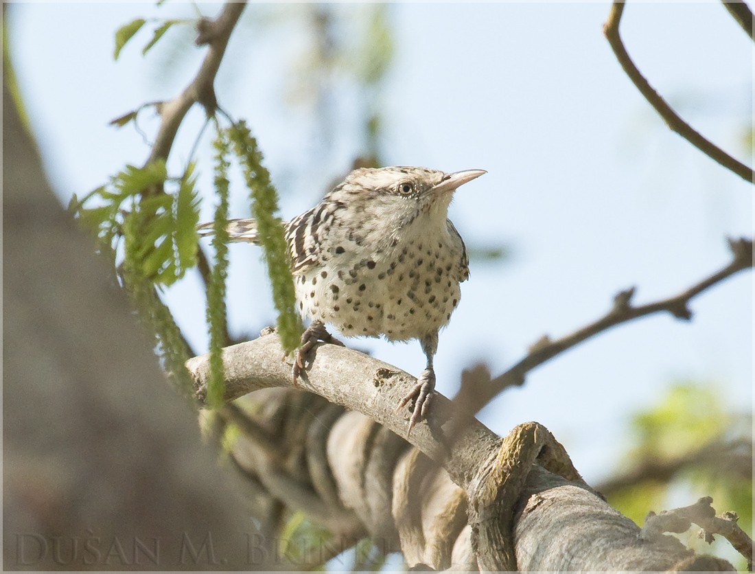 Stripe-backed Wren - ML204911241