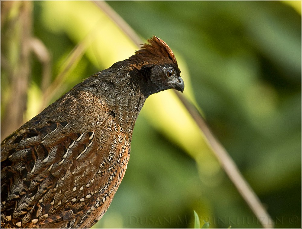 Black-fronted Wood-Quail - Dušan Brinkhuizen