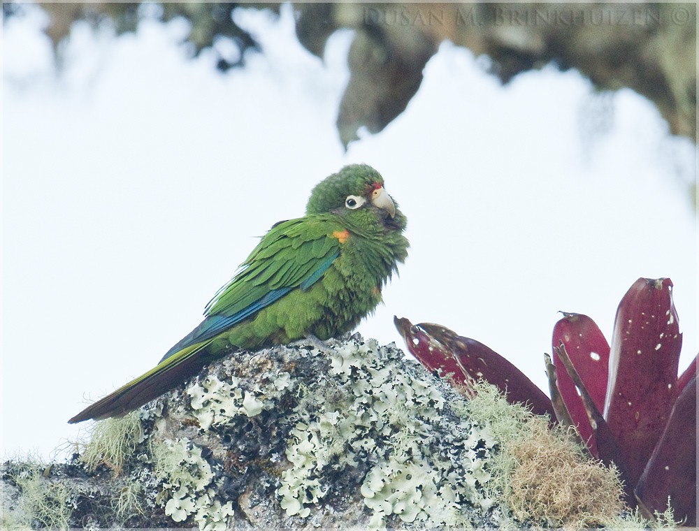 Santa Marta Parakeet - ML204911331