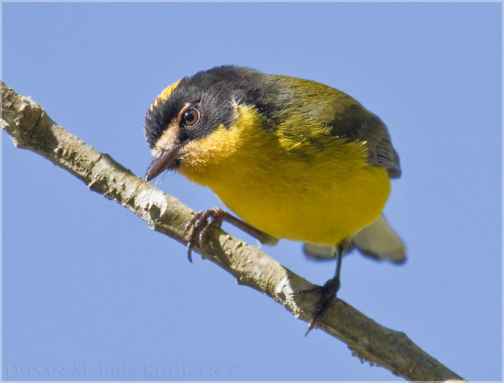 Yellow-crowned Redstart - ML204911351