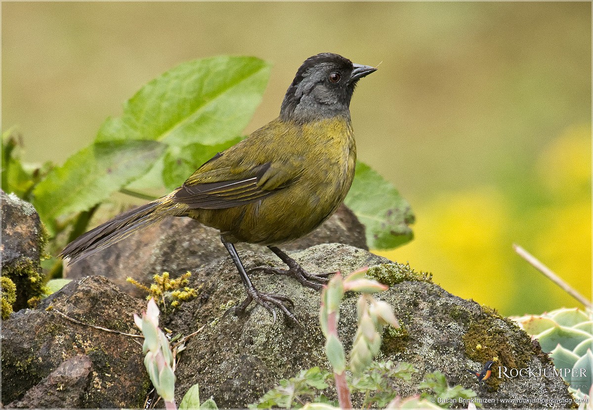 Large-footed Finch - ML204911571