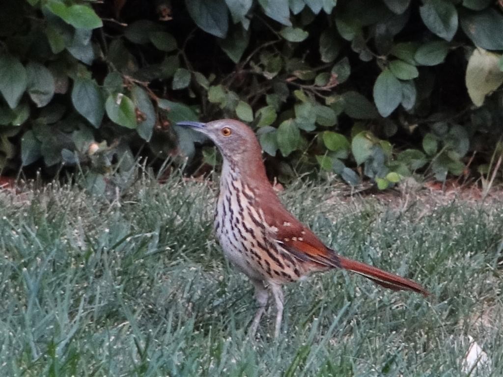 Brown Thrasher - ML204911831