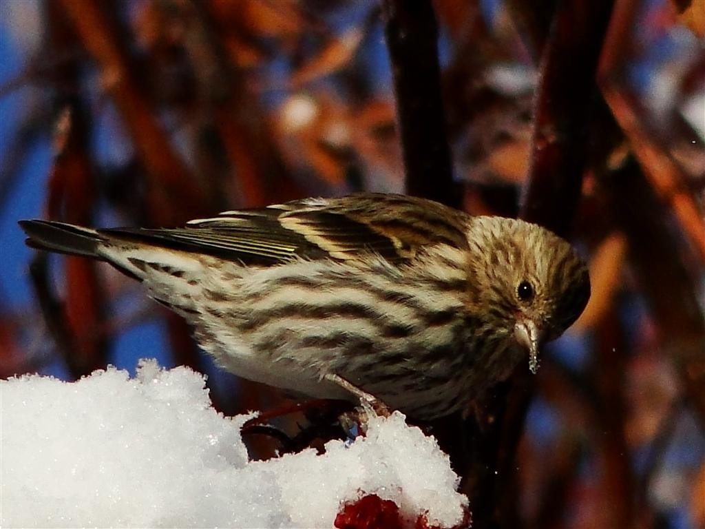 Pine Siskin - ML204911891