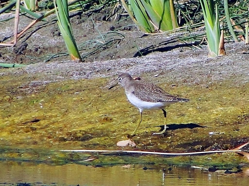 Solitary Sandpiper - ML204911911