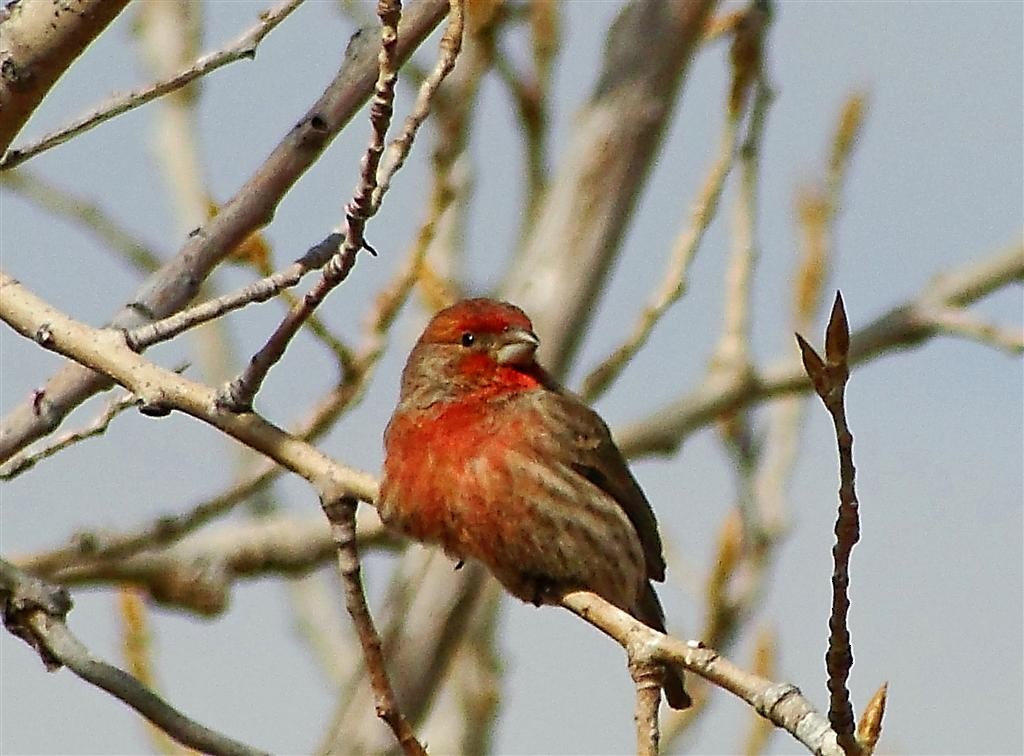 House Finch - Blair Wainman