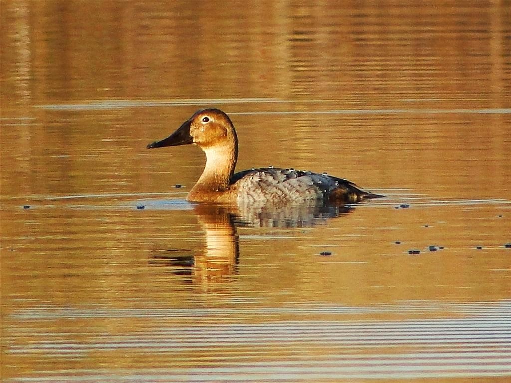Canvasback - ML204912111
