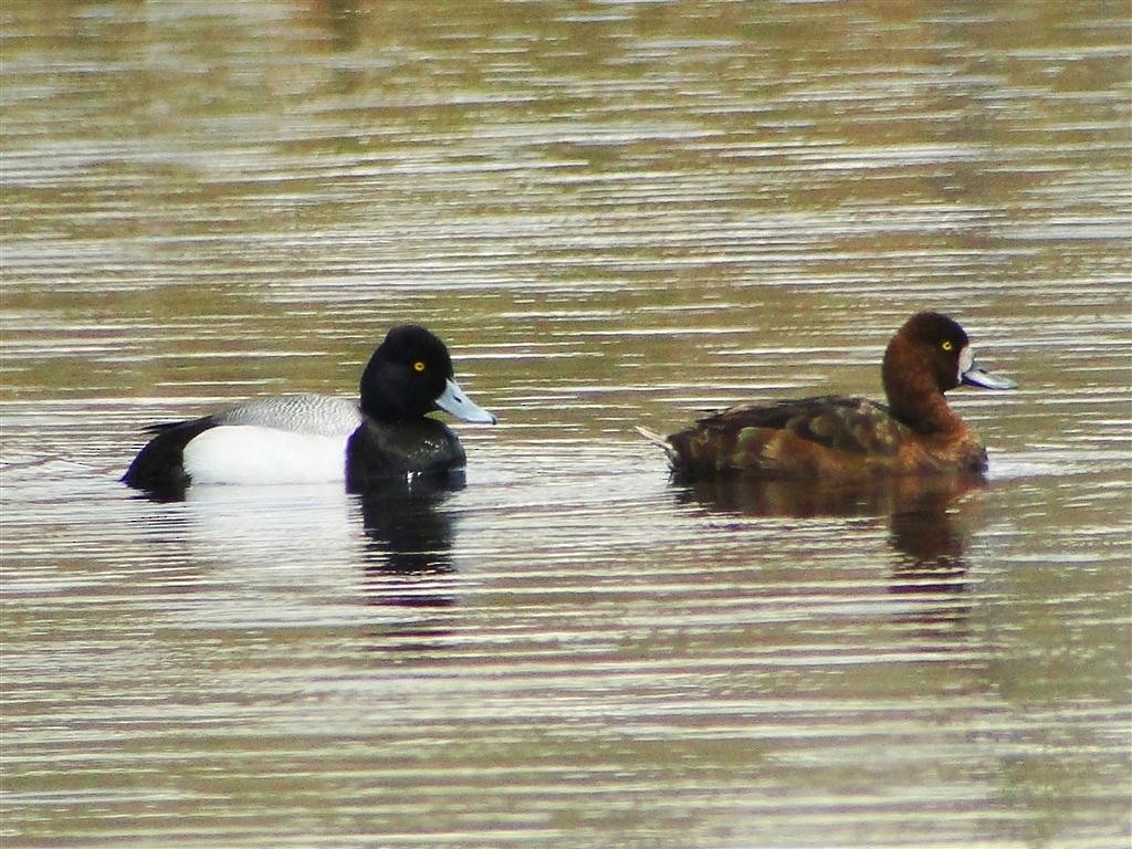 Lesser Scaup - ML204912121