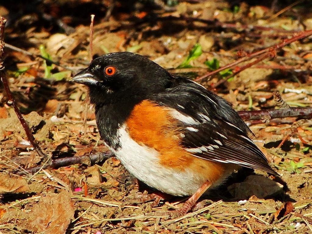 Spotted Towhee (arcticus) - ML204912191
